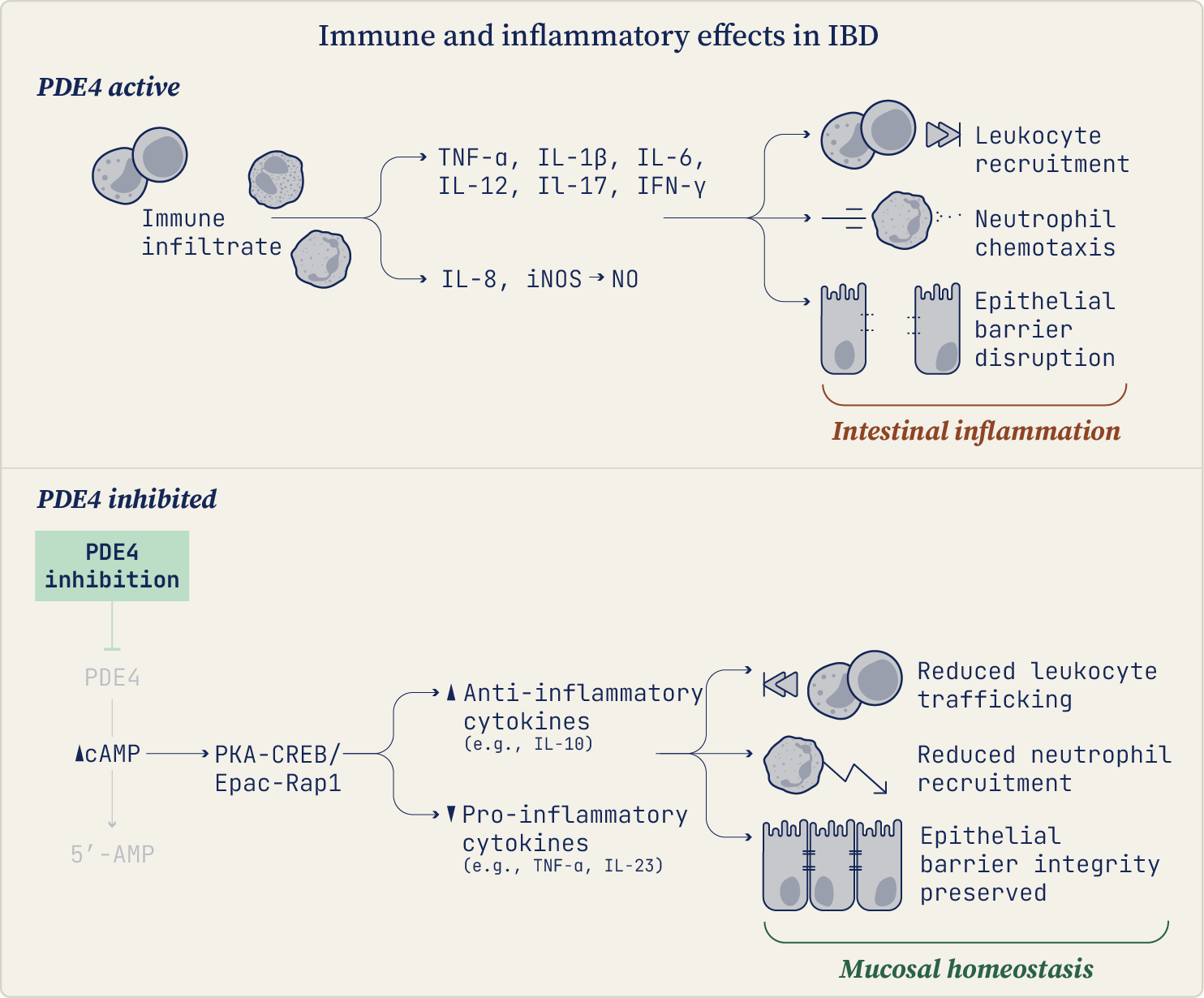 PDE4B inhibition mechanism of action in inflammatory bowel disease — adapted with permission from Silvio Danese. In IBD, low cAMP and active PDE4 drive immune infiltrate, pro-inflammatory cytokines, leukocyte recruitment, neutrophil chemotaxis and epithelial barrier disruption. PDE4B inhibition raises cAMP via PKA-CREB / Epac-Rap1, increasing anti-inflammatory cytokines, reducing leukocyte trafficking and neutrophil recruitment, and preserving epithelial barrier integrity — restoring mucosal homeostasis.